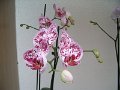 x_Szlovenia-orchideafarm (30)